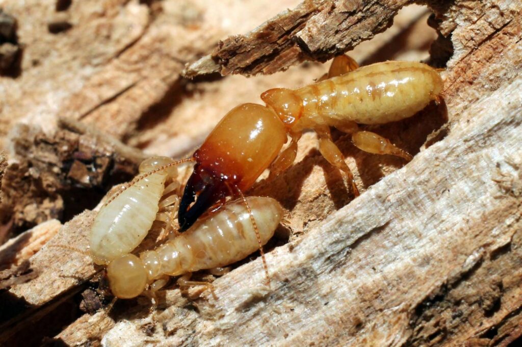 Deux termites sur du bois.