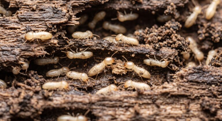 Termites